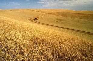 Extensos campos de trigo